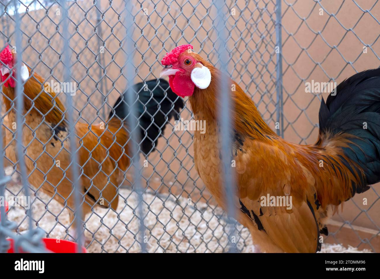 Geflügel,Rassehuhn,Käfig,Käfighaltung,Tierschau,Tierausstellung,Tierhaltung,Haustierhaltung,Käfiggroesse,Tierpflege,Stallhaltung,Hühnerhaltun Banque D'Images