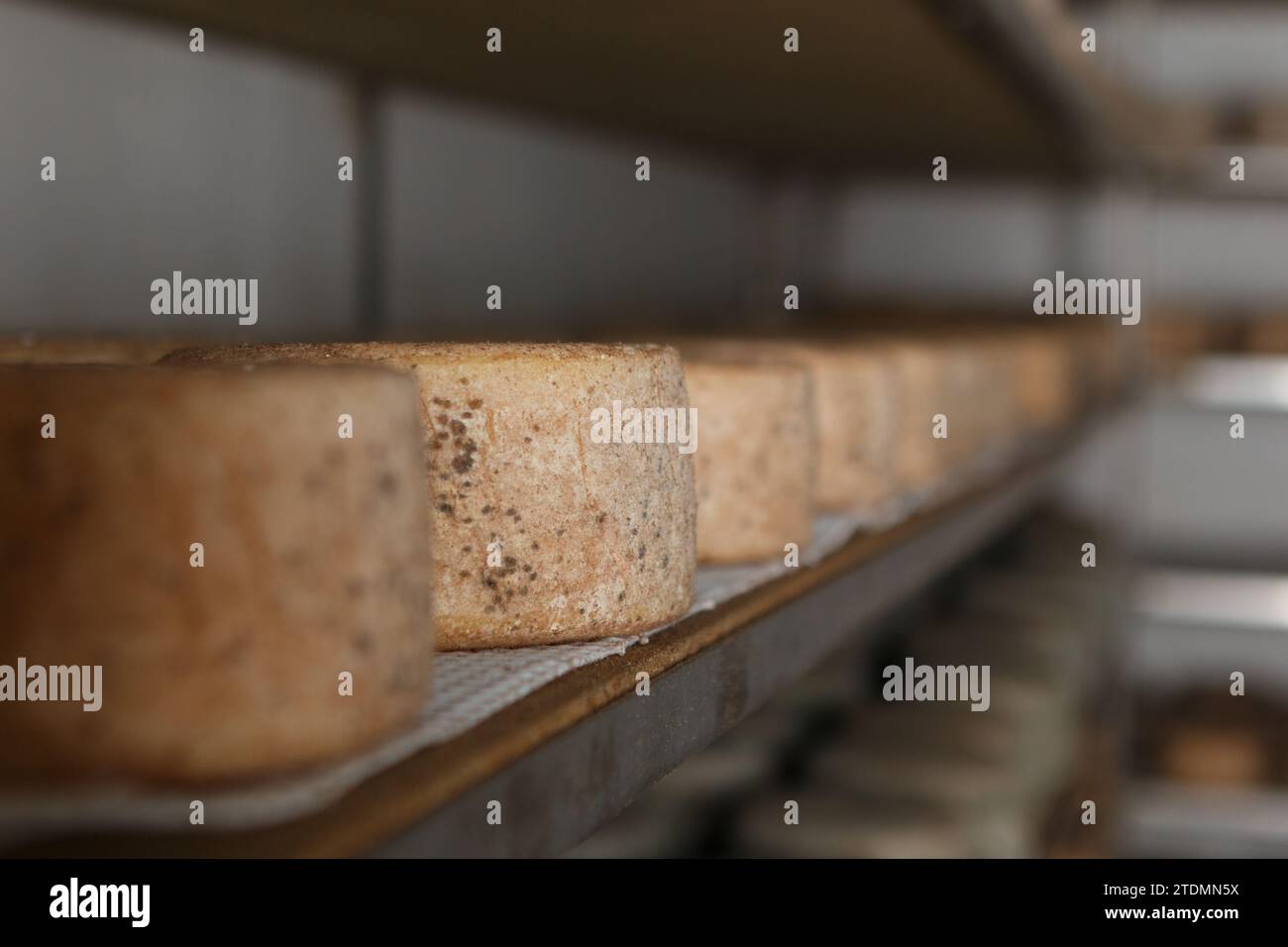 Production de fromage artisanal. Dans le processus de durcissement. Banque D'Images