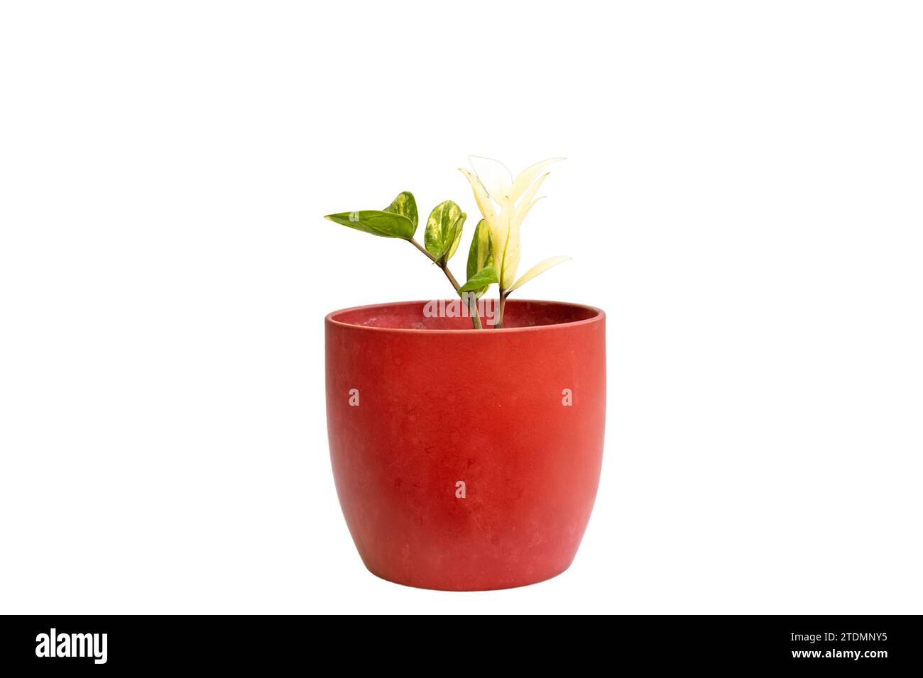 Plante ZZ panachée dans un pot en céramique rouge isolé sur backgorund blanc Banque D'Images