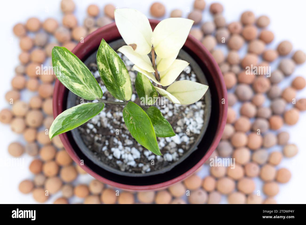 Vue d'angle de dessus du gros plan de la plante zamioculcas zamiifolia panachée Banque D'Images