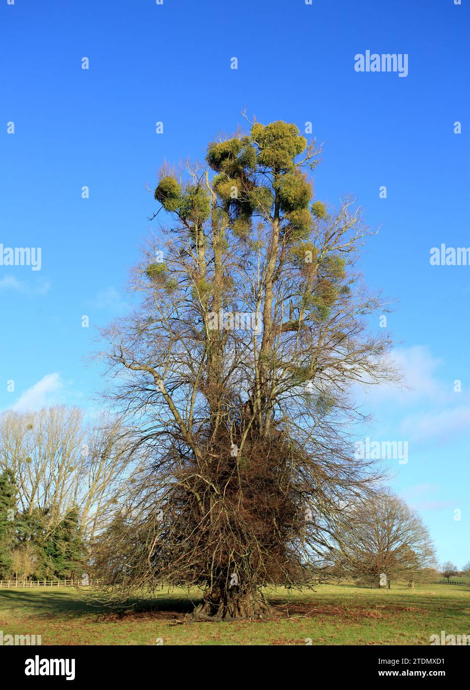 GUI (viscum album)pousse dans son arbre hôte dans le Worcestershire, Angleterre, Royaume-Uni. Banque D'Images