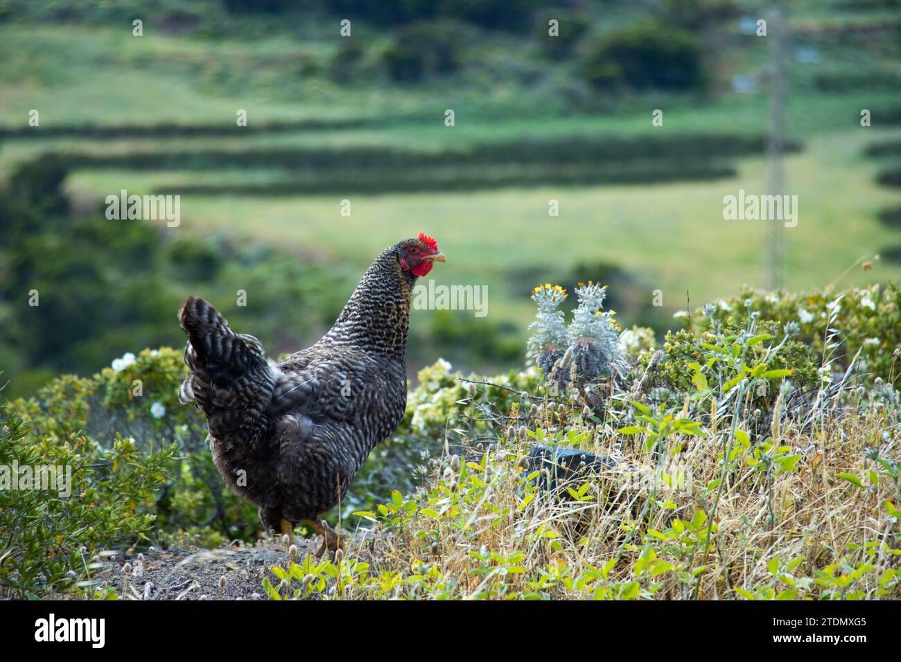 poule flânant à travers la campagne parmi la végétation verte à la recherche de nourriture. environnement rural. Banque D'Images