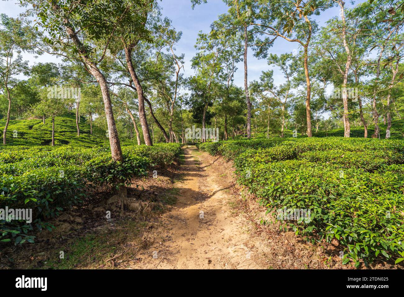 Vue panoramique du paysage matinal du sentier lumineux dans le jardin de thé vallonné, Sylhet, Bangladesh Banque D'Images