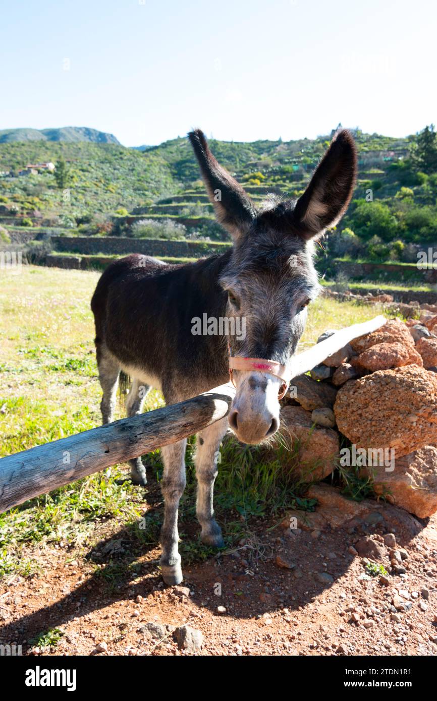 Âne, noble animal domestique utilisé pour le labour dans les champs. environnement rural Banque D'Images