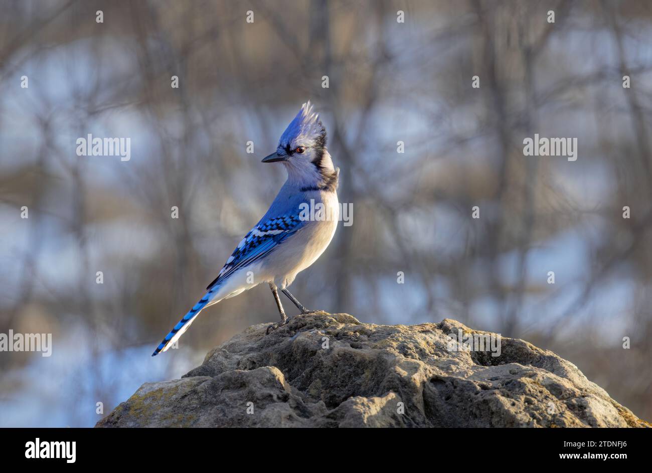 Portrait de geai bleu (Cyanocitta cristata) aux yeux bruns perchés sur un rocher par une belle journée au Canada Banque D'Images