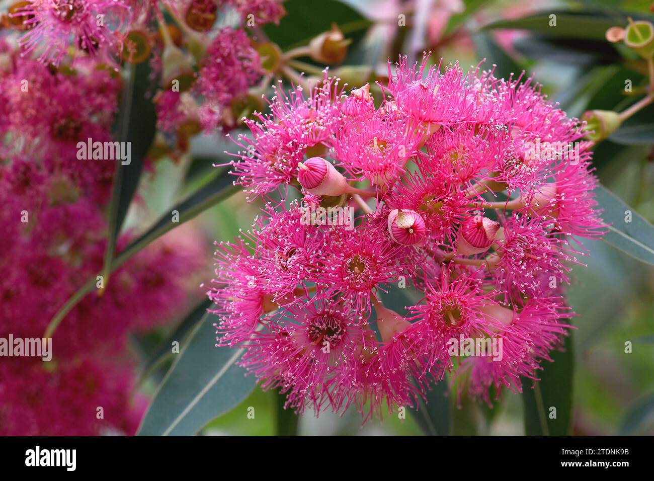 Gros plan des belles fleurs roses de l'arbre à gomme florale indigène australien Corymbia ficifolia, famille des Myrtaceae. Arbre ornemental à floraison estivale Banque D'Images