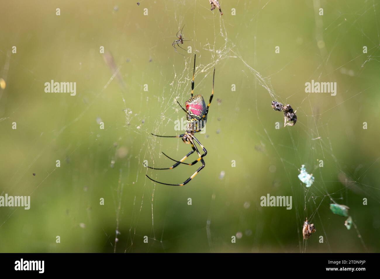 Trichonephila clavata, également connue sous le nom d'araignée Joro au Japon. Banque D'Images