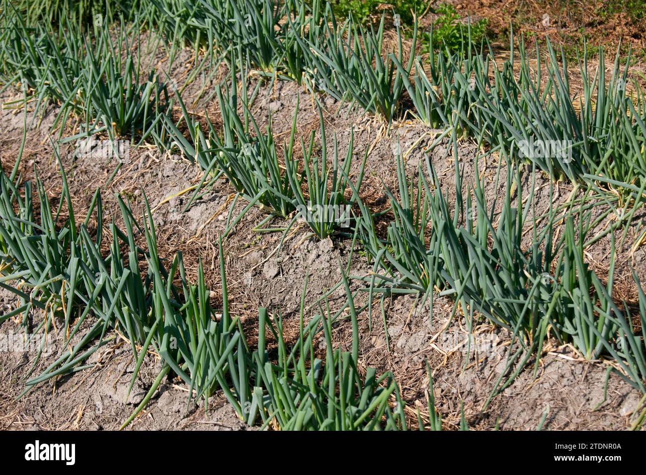 Potager dans la campagne des montagnes de la péninsule de Wakayama au Japon. Banque D'Images