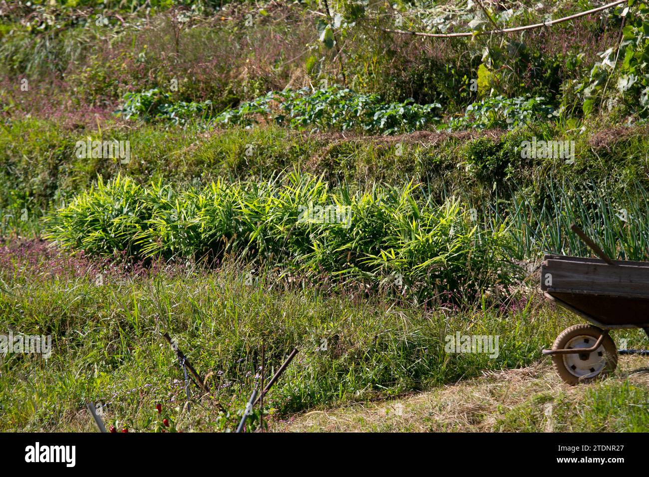 Potager dans la campagne des montagnes de la péninsule de Wakayama au Japon. Banque D'Images