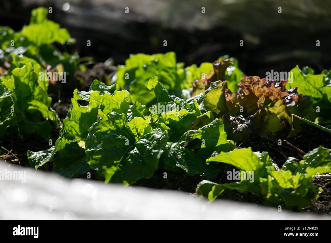 Potager dans la campagne des montagnes de la péninsule de Wakayama au Japon. Banque D'Images