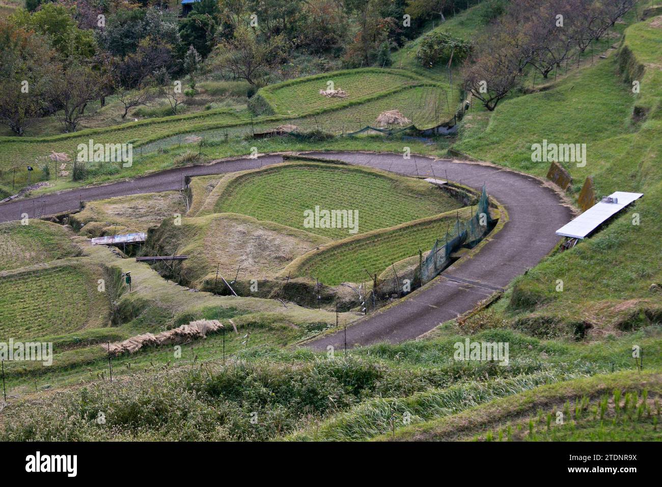 Rizières au milieu des montagnes de la préfecture de Wakayama au Japon. Banque D'Images