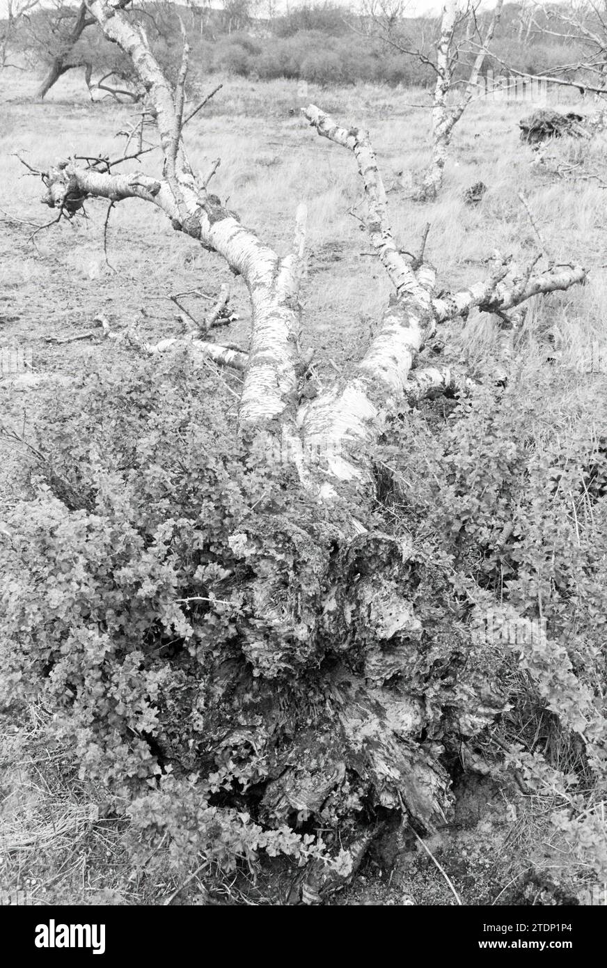 Excursion Water Company Haarlem, Water Supply, Haarlem, pays-Bas, 07-05-1979, Whizgle nouvelles du passé, adaptées à l'avenir. Explorez les récits historiques, l'image de l'agence néerlandaise avec une perspective moderne, comblant le fossé entre les événements d'hier et les perspectives de demain. Un voyage intemporel façonnant les histoires qui façonnent notre avenir Banque D'Images