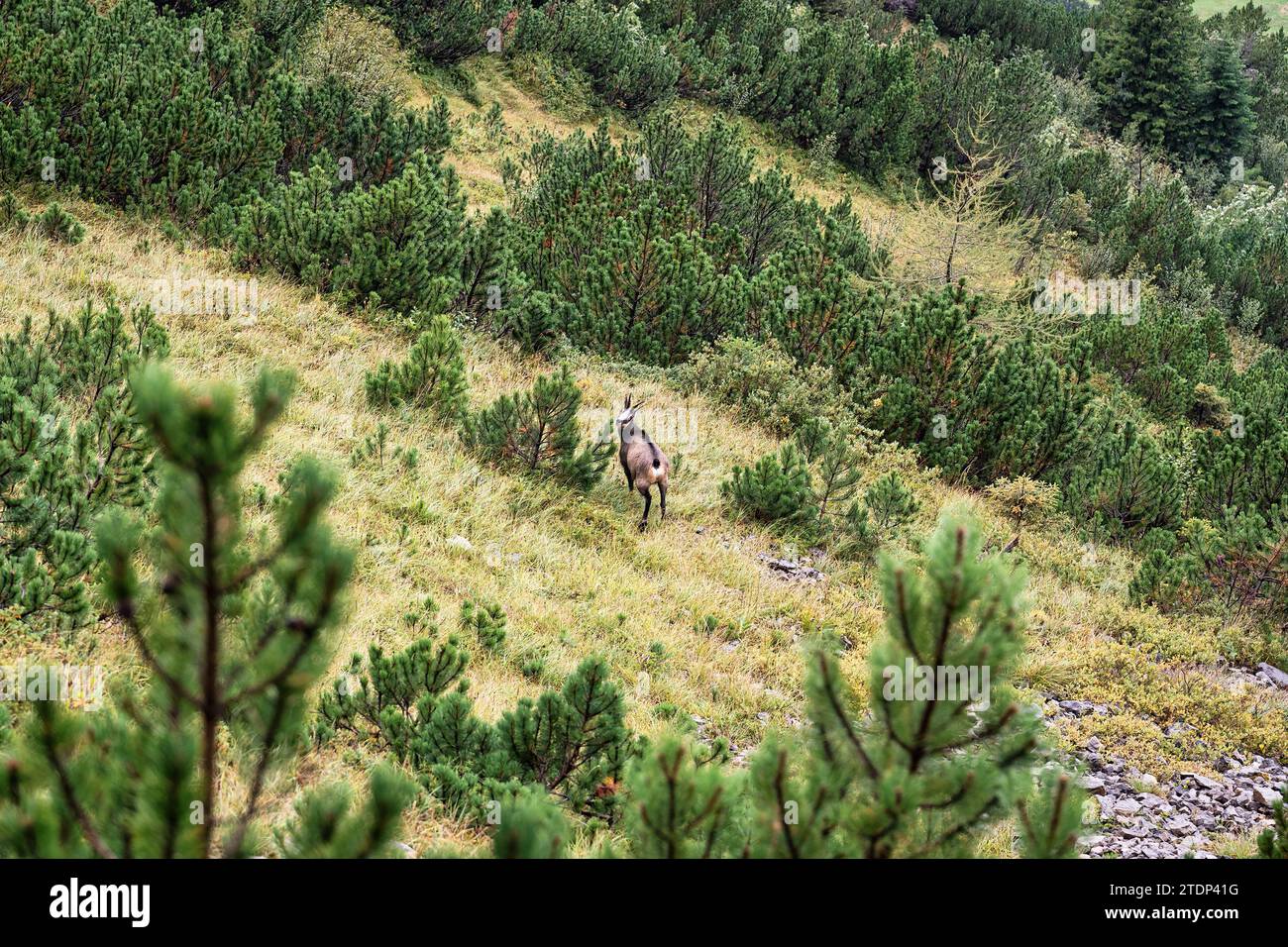 Jeune chamois, chamois alpin est une espèce d'antilope de chèvre vivant sur la montagne rocheuse dans les Alpes suisses à la Suisse Banque D'Images