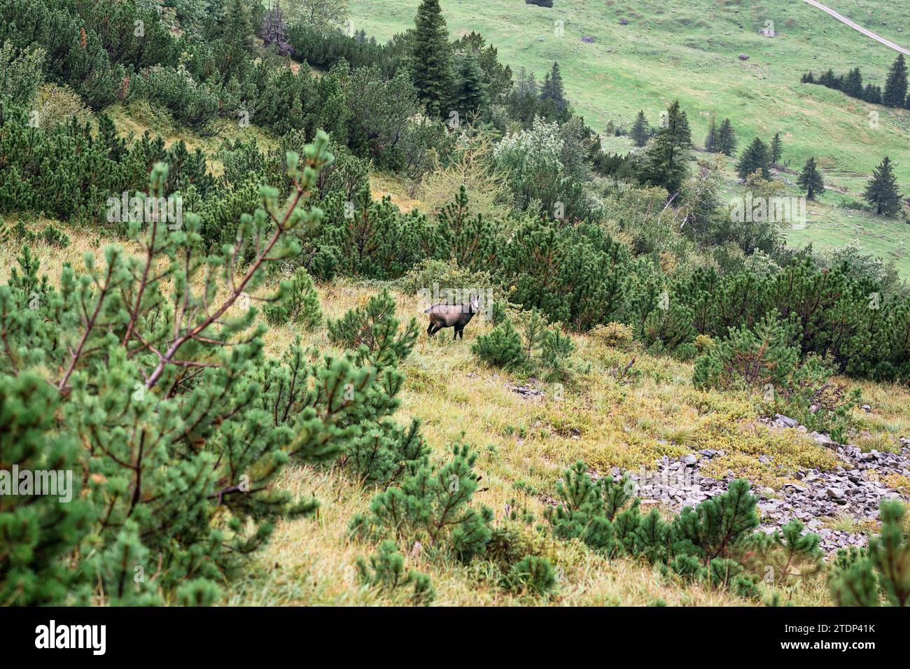 Jeune chamois, chamois alpin est une espèce d'antilope de chèvre vivant sur la montagne rocheuse dans les Alpes suisses à la Suisse Banque D'Images