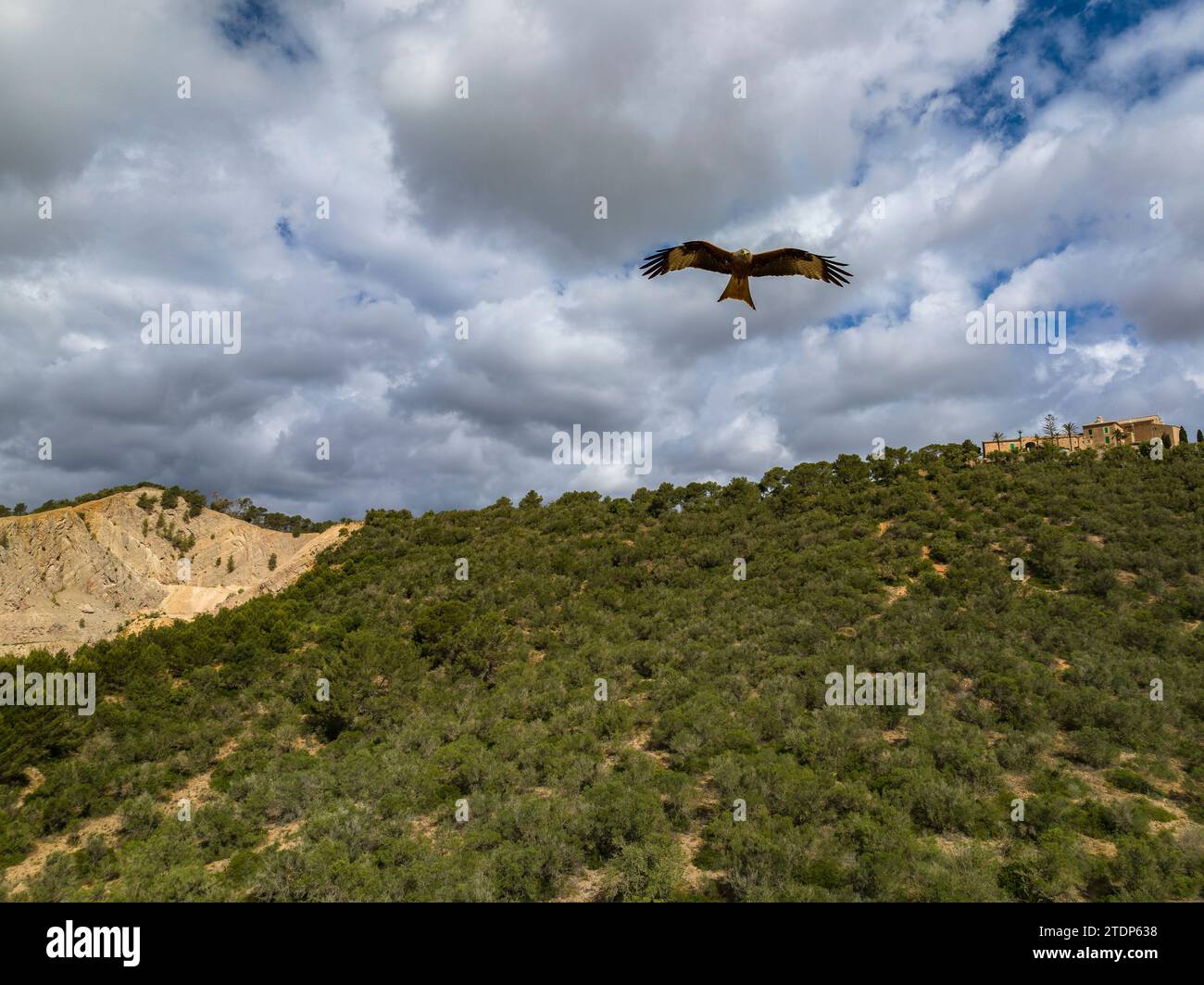Un cerf-volant rouge (Milvus milvus) survolant les forêts du Puig de Monti-sion (Porreres, Majorque, Îles Baléares, Espagne) Banque D'Images