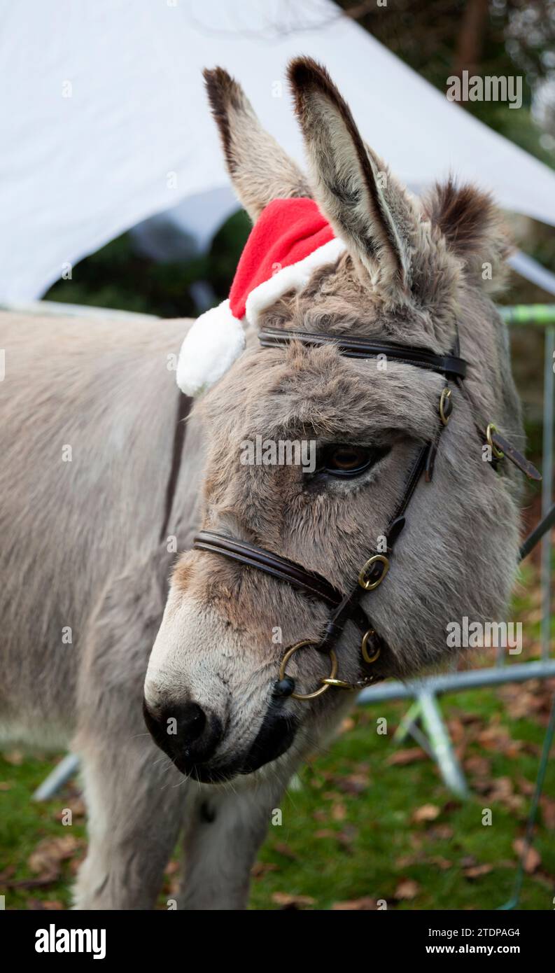Âne portant un chapeau de Père Noël au Christmas Fayre, Rhu, Écosse, Banque D'Images