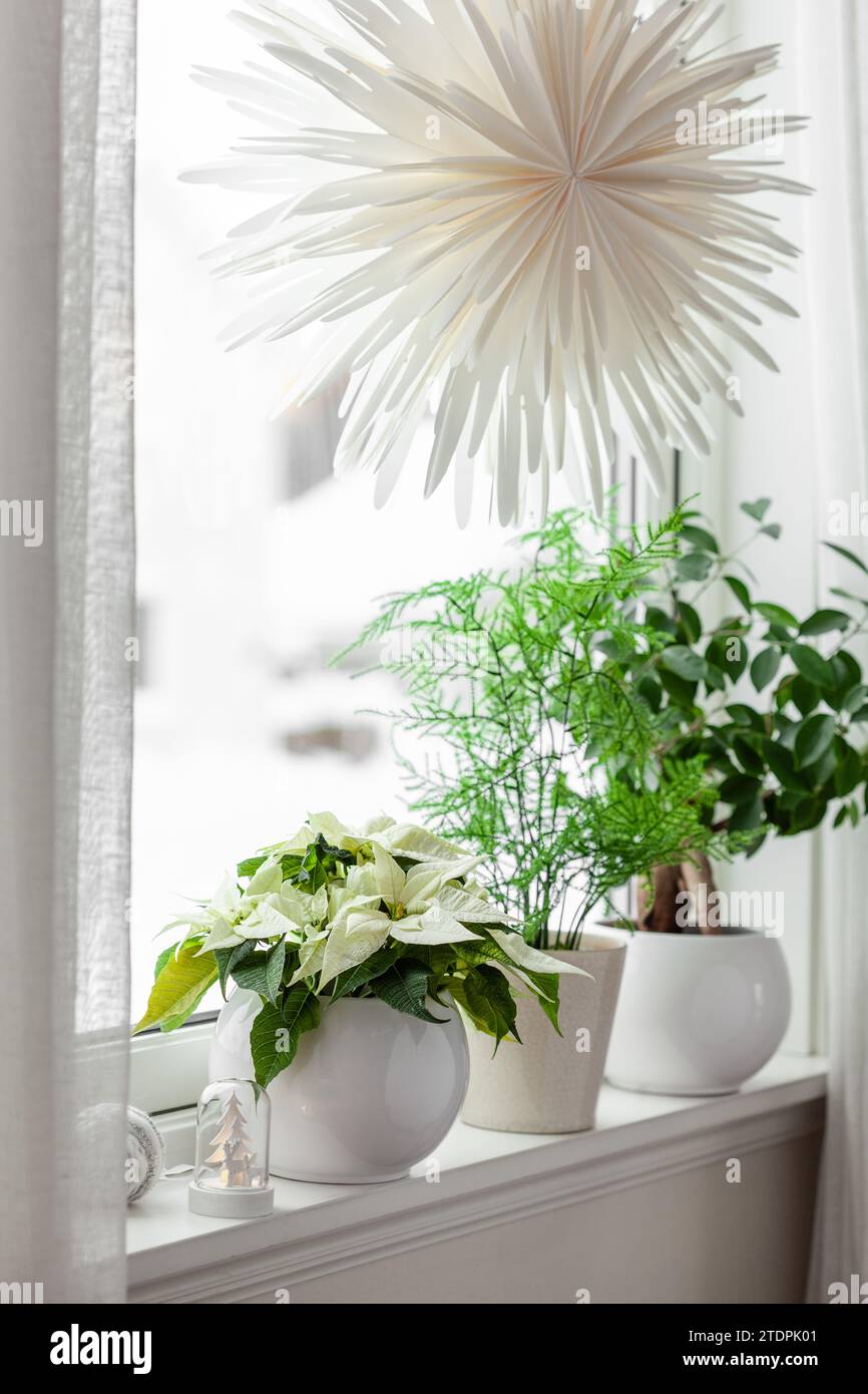 décoration blanche et confortable pour les fenêtres, concept de noël d'hiver, fleur de poinsettia, lumières Banque D'Images