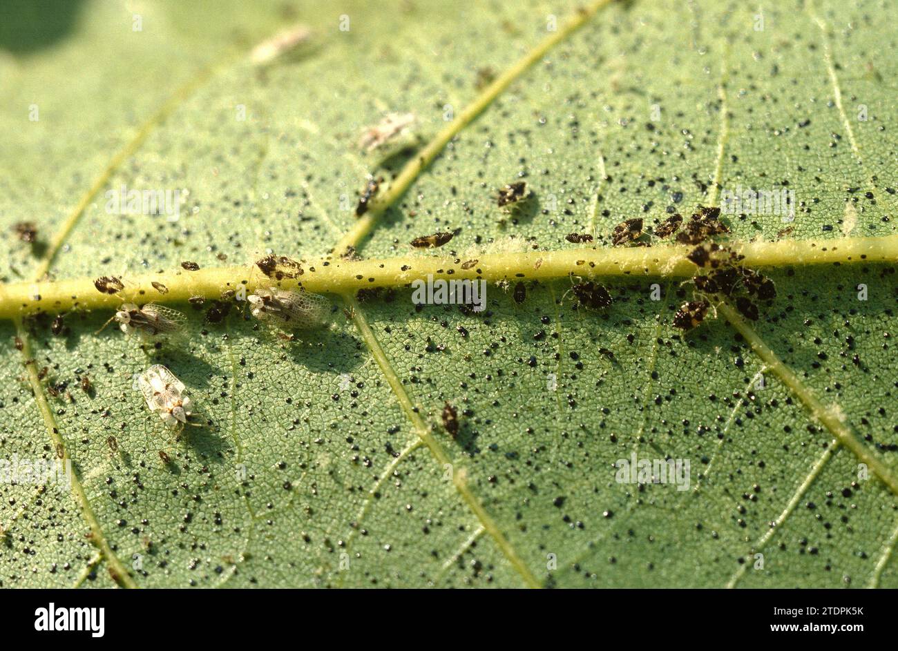 Le bogue de la dentelle de Sycamore (Corythucha ciliata) est un insecte d'hemiptera qui se nourrit de sève. Adultes et larves. Banque D'Images