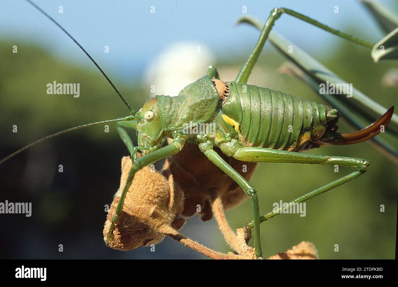 Méditerranéenne katydid (Ephippiger ephippiger) femelle. Cet insecte est originaire de l'Europe continentale et est spécialisé dans le sud-ouest de l'Europe. Banque D'Images