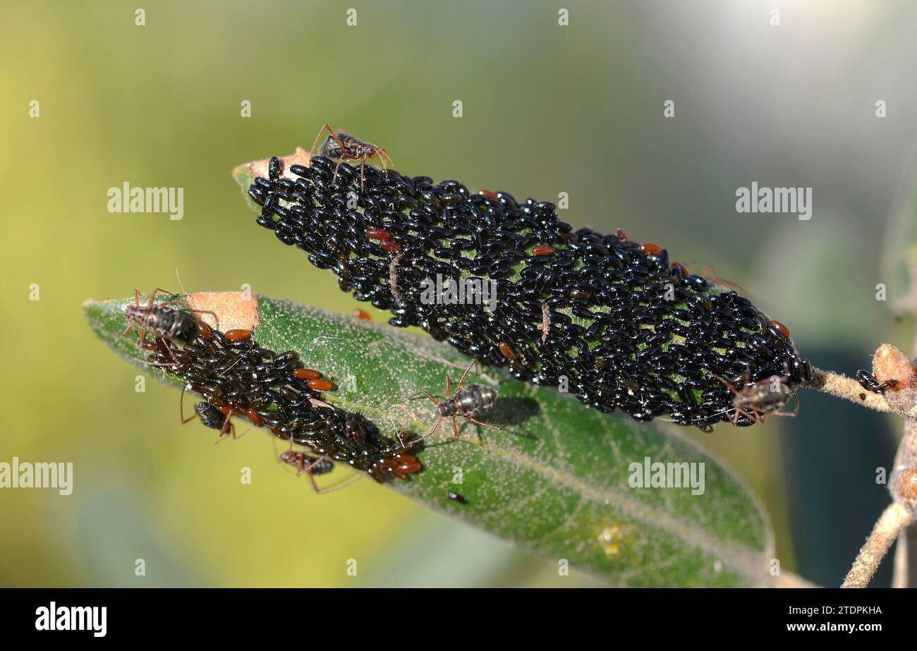 Pucerons (Lachnus roboris), adultes et œufs sur une feuille de chêne à feuilles persistantes. Cette photo a été prise à Sant Miquel del FAI, province de Barcelone, Catalogne, SP Banque D'Images