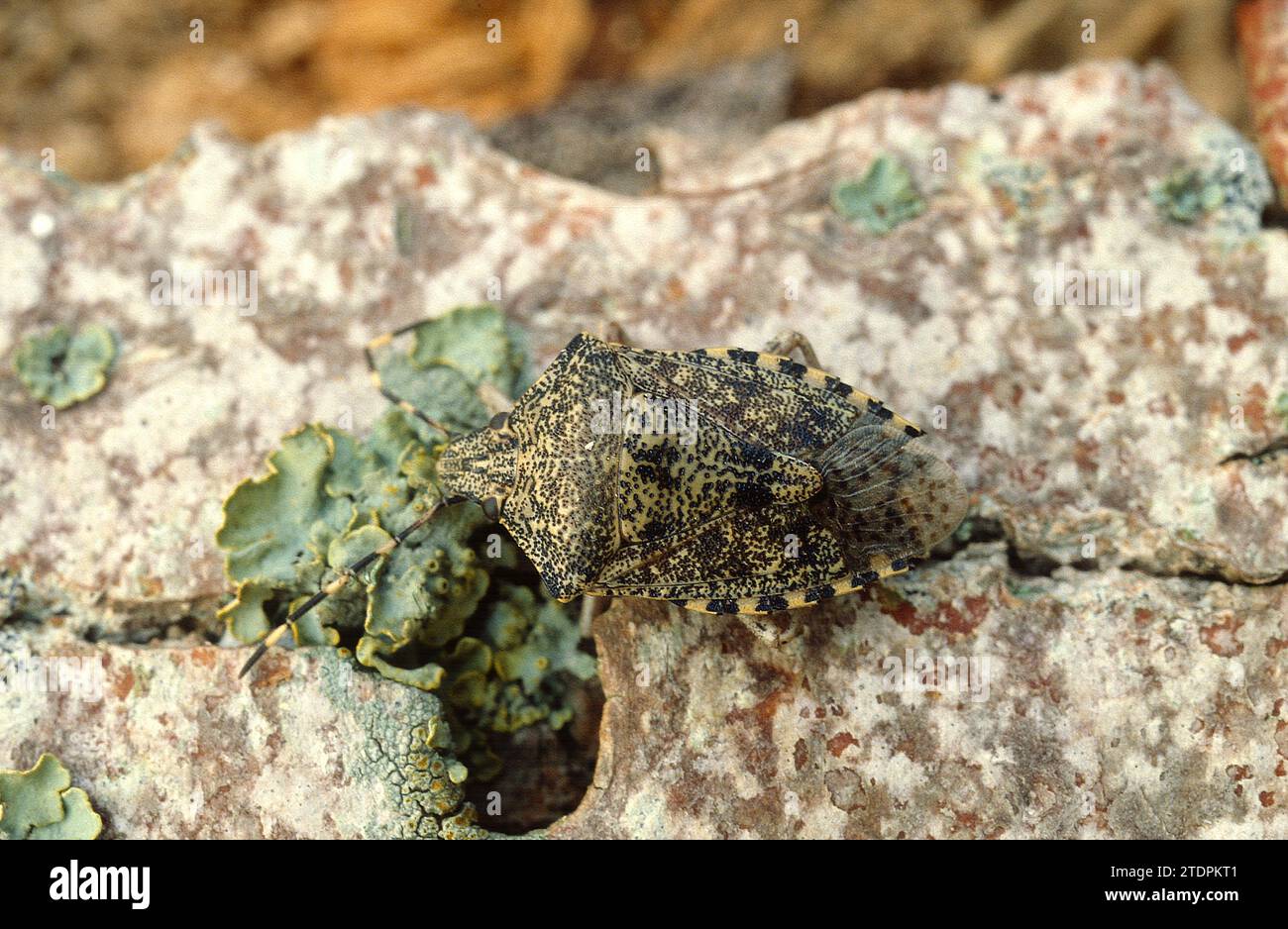 Le coccinelle marbrée (Rappahigaster nebulosa) est un insecte polyphageux. Banque D'Images