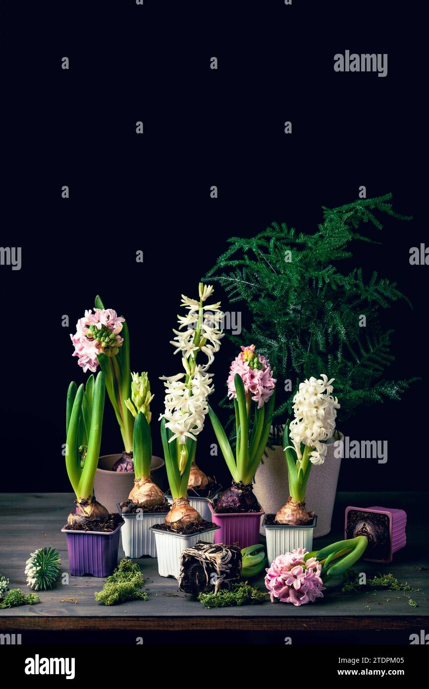 plantation de fleurs d'hiver ou de printemps jacinthe sur fond noir, concept de jardinage Banque D'Images