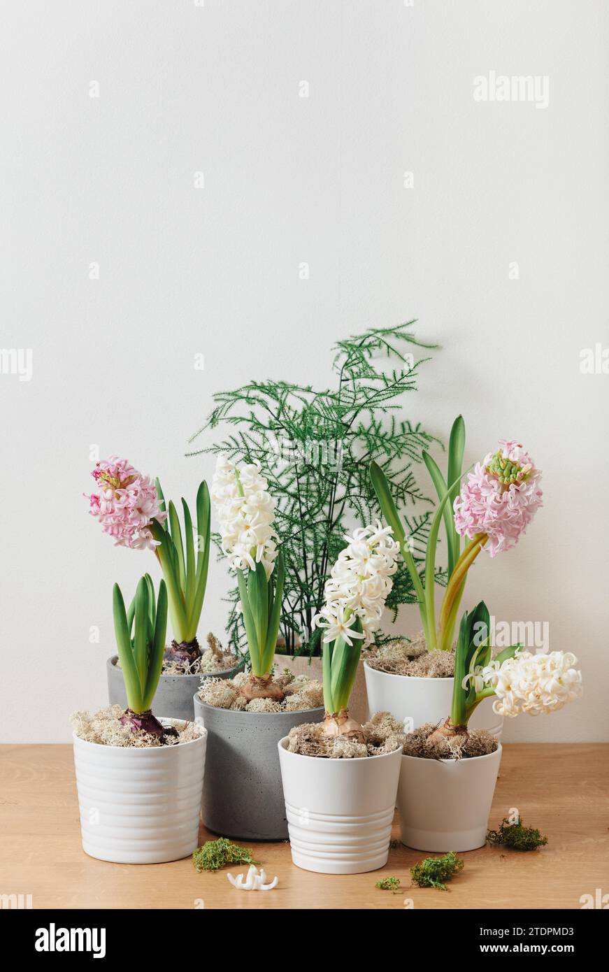 jacinthe rose blanche traditionnelle de noël d'hiver ou fleur de printemps Banque D'Images