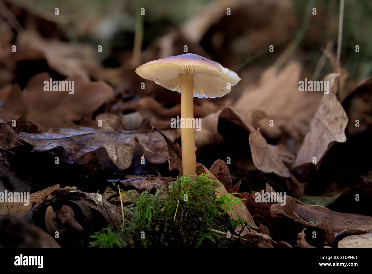 Une macro photographie montrant un champignon à bonnet commun (mycena galericulata) poussant à travers les feuilles d'automne sur le sol de la forêt. Banque D'Images