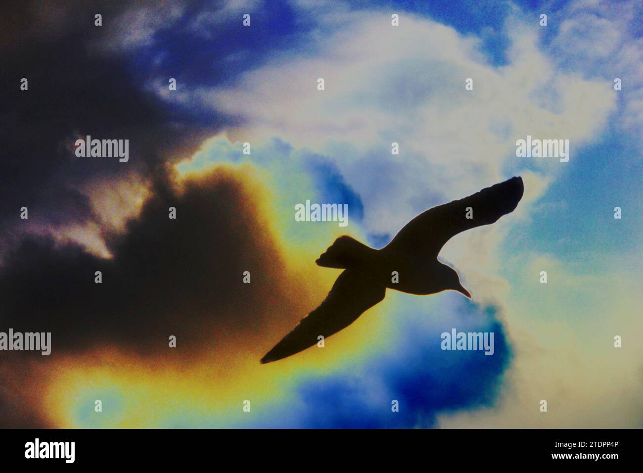 Mouette d'oiseau silhouetted contre le ciel dramatique, le soleil derrière les nuages, la liberté de concept, le retour à la maison tempête d'hiver, aube, crépuscule, romance, lumière derrière les nuages Banque D'Images