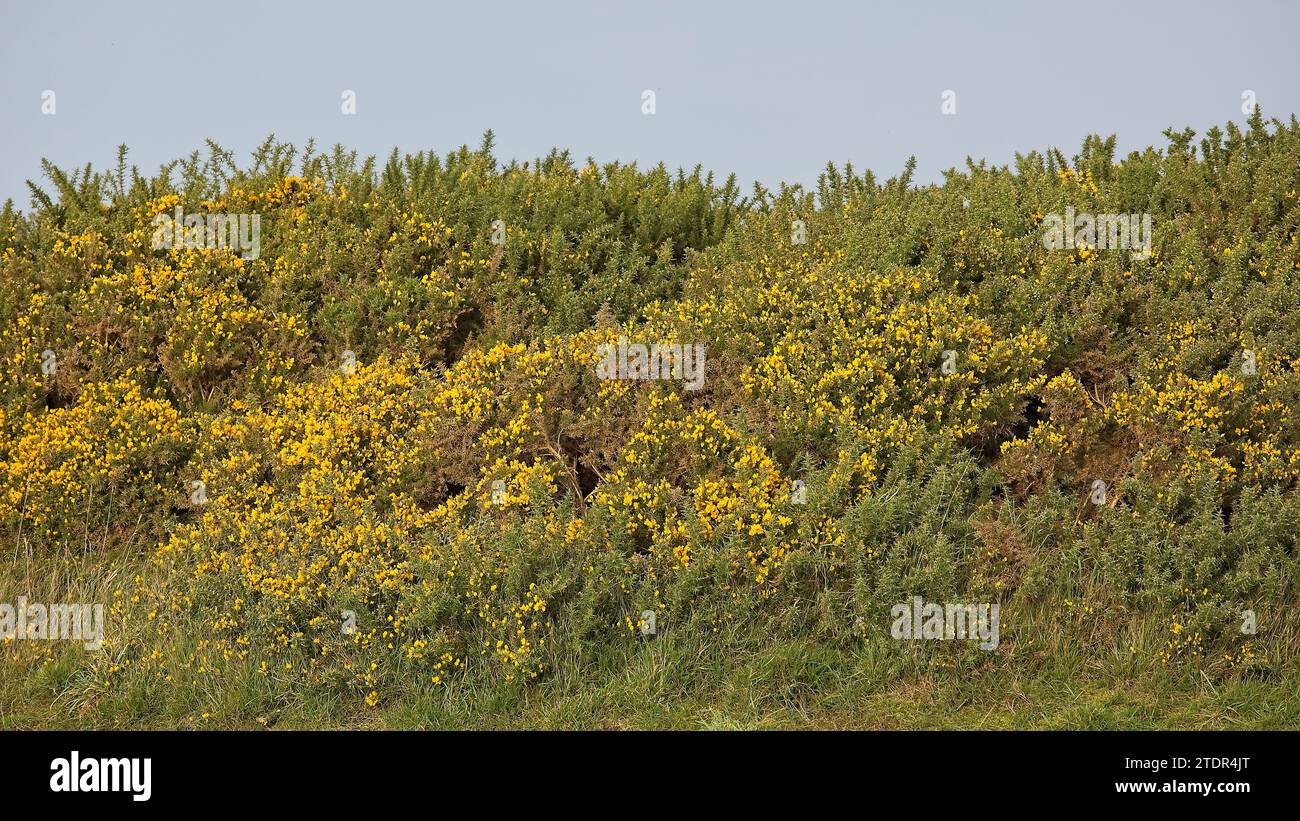 Couvre-buisson gorse en fleurs jaune vif Banque D'Images