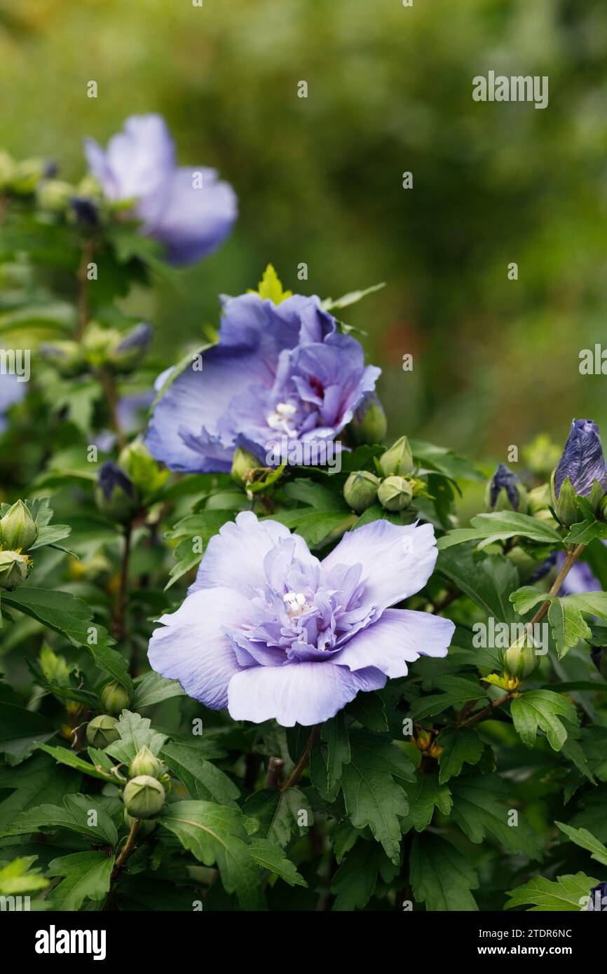 Hibiscus syriacus 'Blue Chiffon' fleurs. Banque D'Images