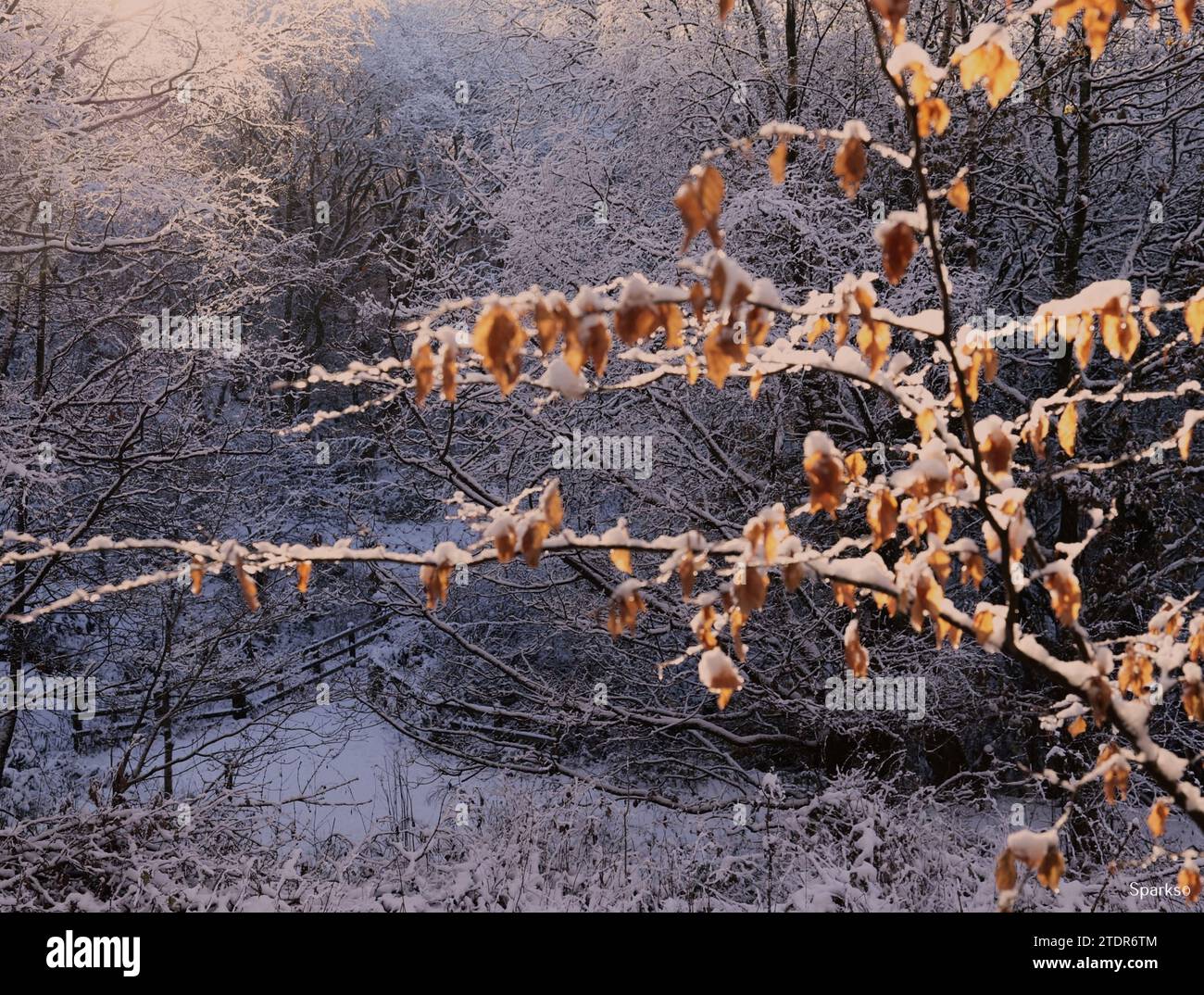 Vue de fond de scène de neige d'hiver d'un petit pont et clôture, arbres, branches couvertes de neige au premier plan feuilles couvertes de neige pour l'effet. Banque D'Images