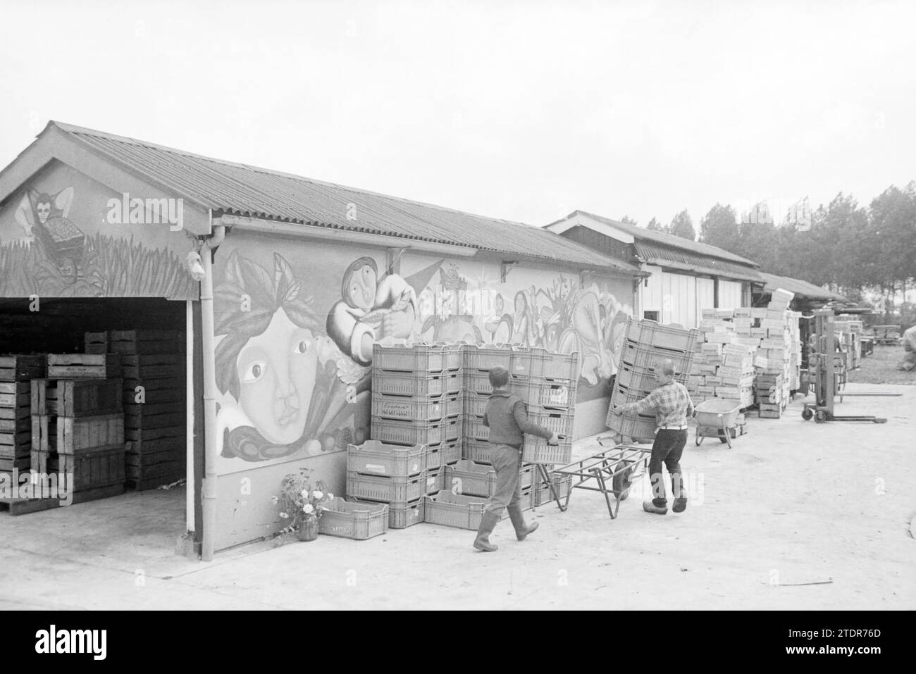 Pépinière dynamique biologique 4 saisons, pépinières, cultivateurs, 16-07-1984, Whizgle nouvelles du passé, adaptées à l'avenir. Explorez les récits historiques, l'image de l'agence néerlandaise avec une perspective moderne, comblant le fossé entre les événements d'hier et les perspectives de demain. Un voyage intemporel façonnant les histoires qui façonnent notre avenir Banque D'Images