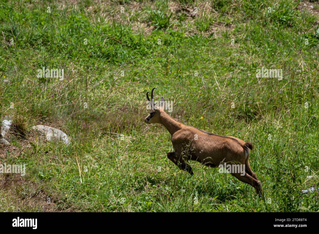 Un chamois alpin lié à travers une prairie dans l'Oberland bernois, Suisse Banque D'Images