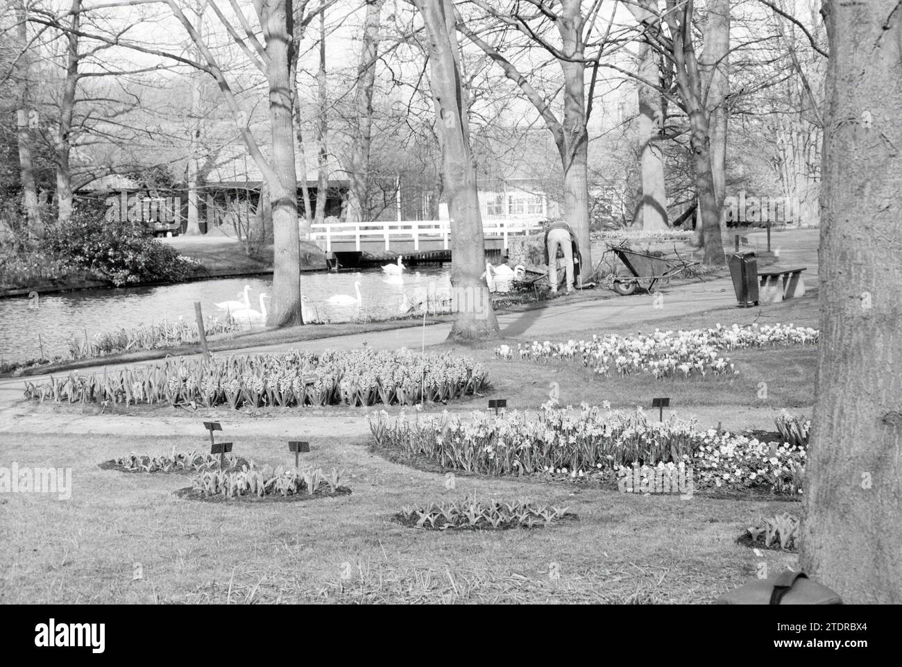 Keukenhof, préparations, domaine de la Fondation Keukenhof à lisse, 14-03-1989, Whizgle nouvelles du passé, adaptées à l'avenir. Explorez les récits historiques, l'image de l'agence néerlandaise avec une perspective moderne, comblant le fossé entre les événements d'hier et les perspectives de demain. Un voyage intemporel façonnant les histoires qui façonnent notre avenir Banque D'Images