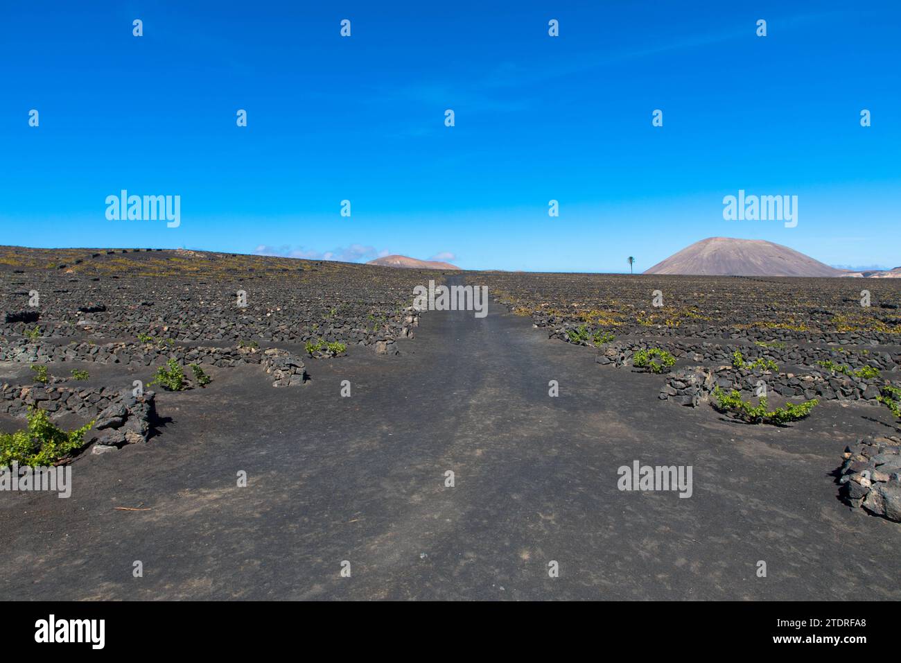 Vignes sur sol volcanique noir dans les vignobles de la Geria aginast ciel bleu sans nuages. Lanzarote, Îles Canaries, Espagne. Banque D'Images