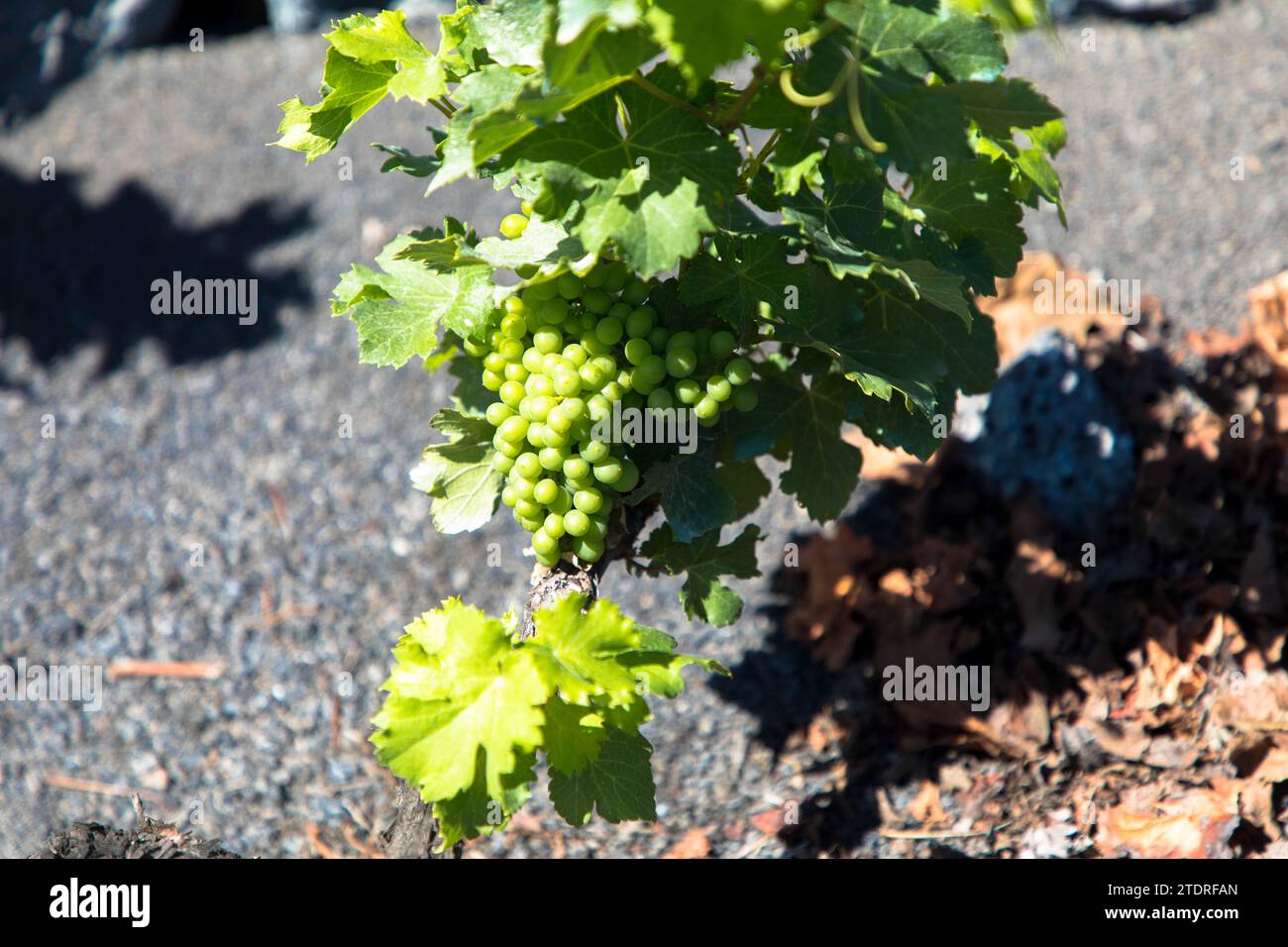 Vignes sur sol volcanique noir dans les vignobles de la Geria aginast ciel bleu sans nuages. Lanzarote, Îles Canaries, Espagne. Gros plan. Banque D'Images