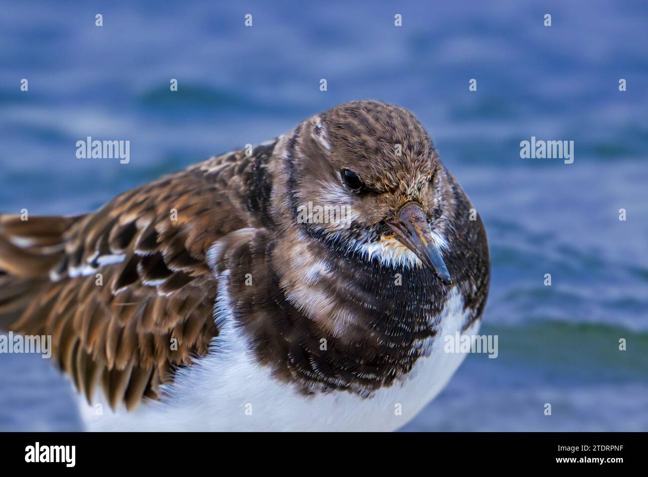 Ruddy turnstone (Arenaria interprets) en plumage non reproductif reposant sur la roche le long de la côte de la mer du Nord en hiver Banque D'Images