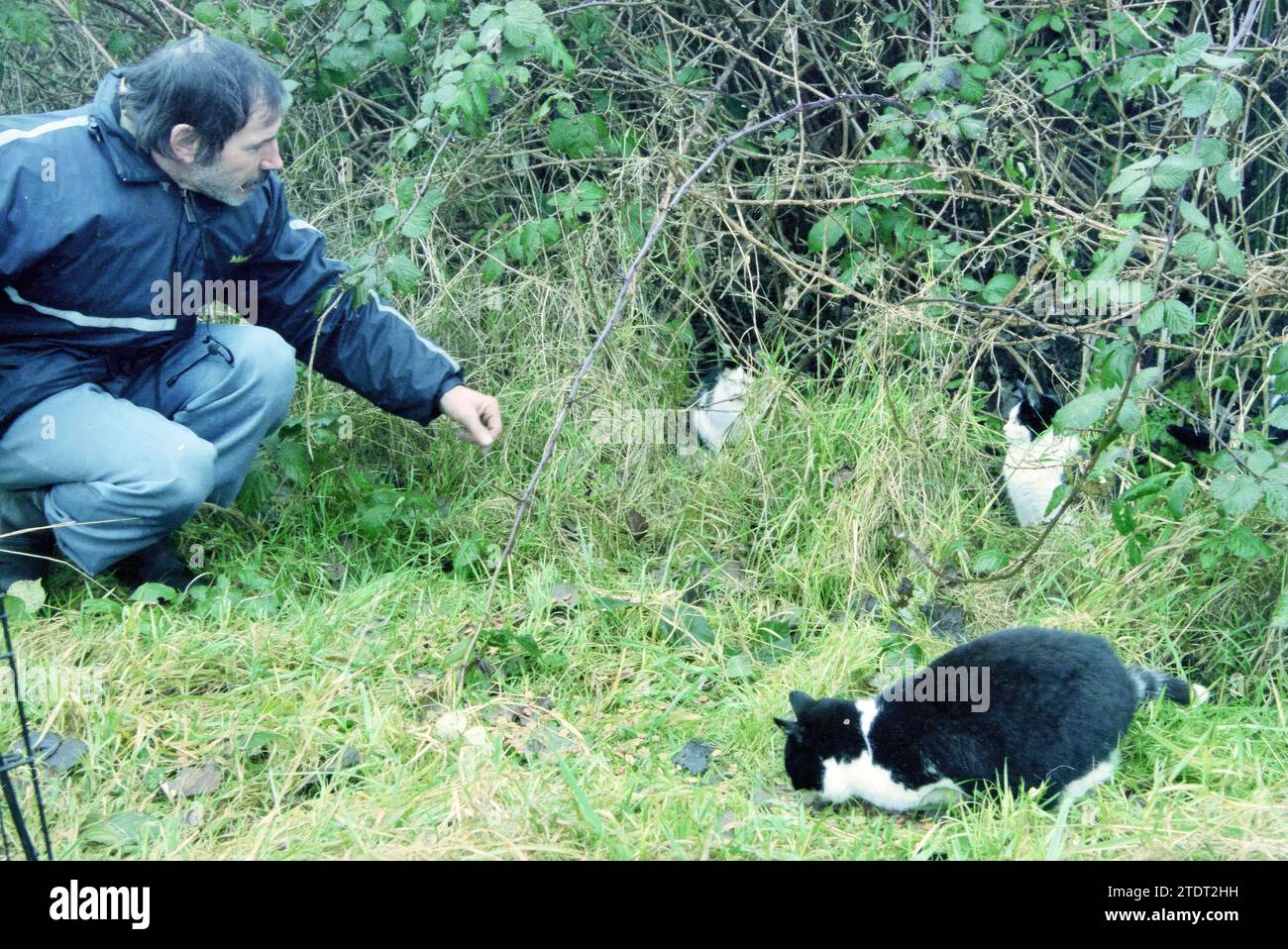 Colonie de chats, Vijfhuizen, Vijfhuizen, 13-01-2000, Whizgle nouvelles du passé, adaptées à l'avenir. Explorez les récits historiques, l'image de l'agence néerlandaise avec une perspective moderne, comblant le fossé entre les événements d'hier et les perspectives de demain. Un voyage intemporel façonnant les histoires qui façonnent notre avenir Banque D'Images