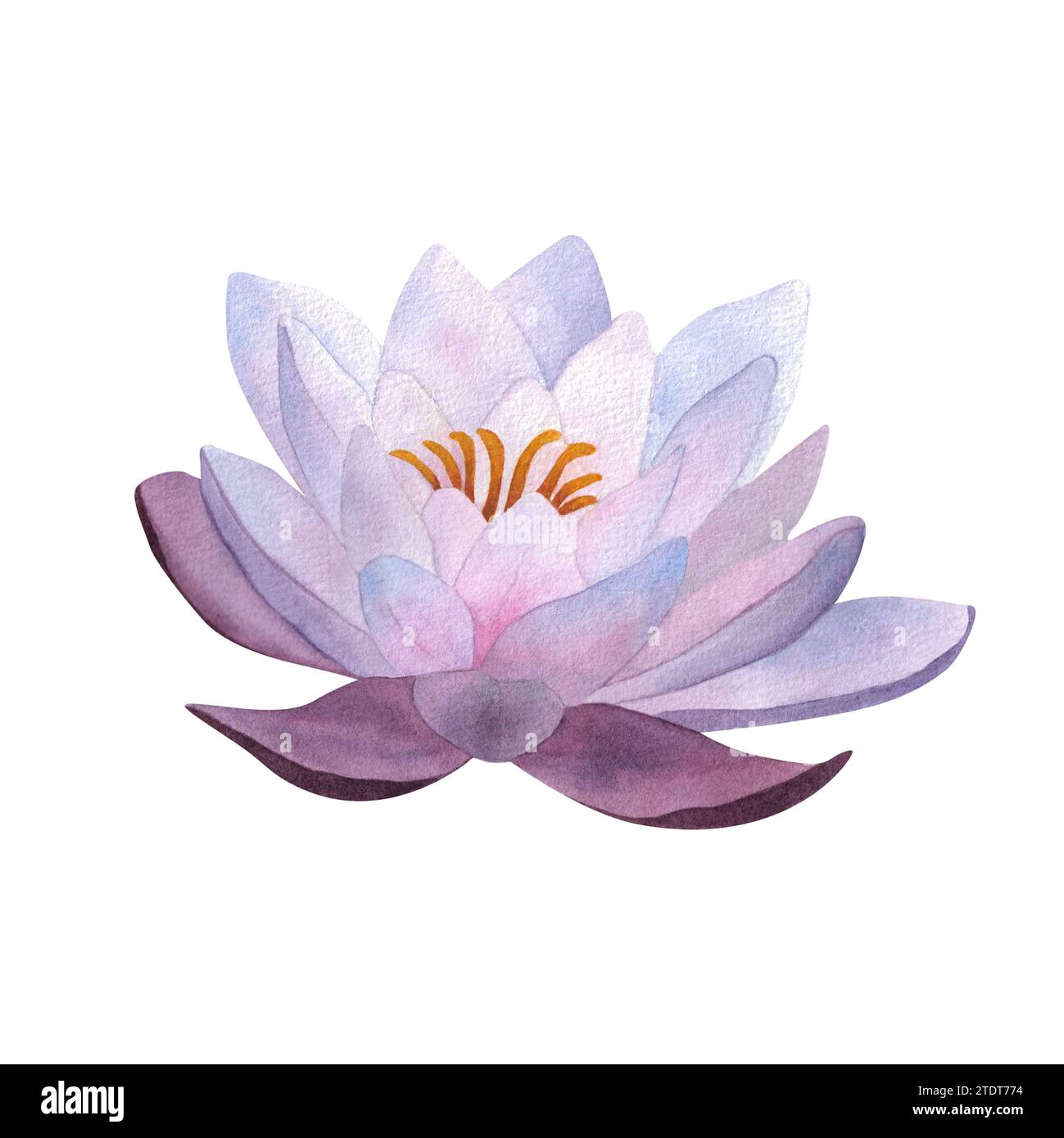 Aquarelle violette aquarelle lilas fleur aquatique isolée pour cartes postales, logos spa et yoga, invitations pour la fête des mères, fête des femmes 2024, anniversaire Banque D'Images