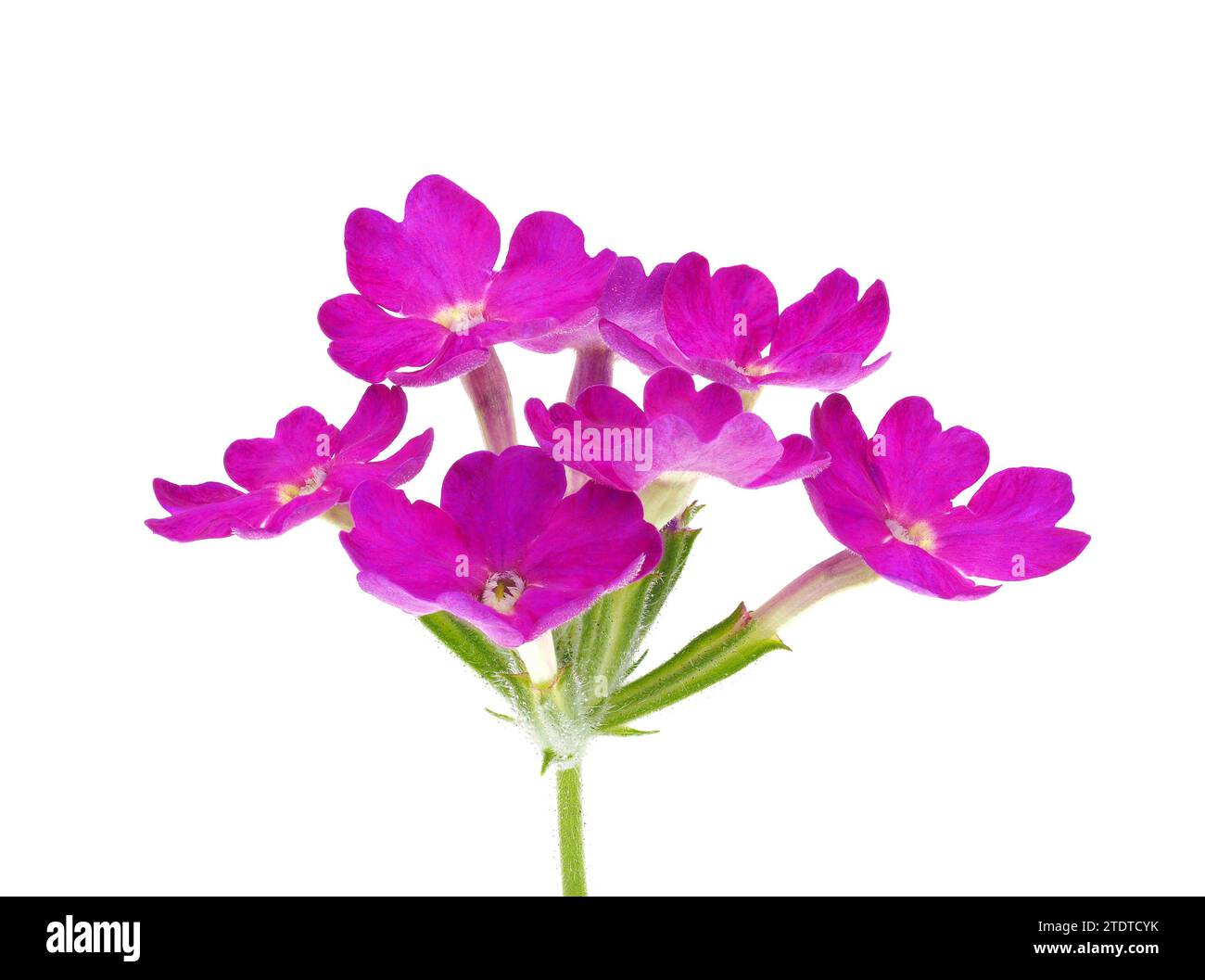 Fleurs minces de verveine isolées sur fond blanc, Verbena rigida Banque D'Images