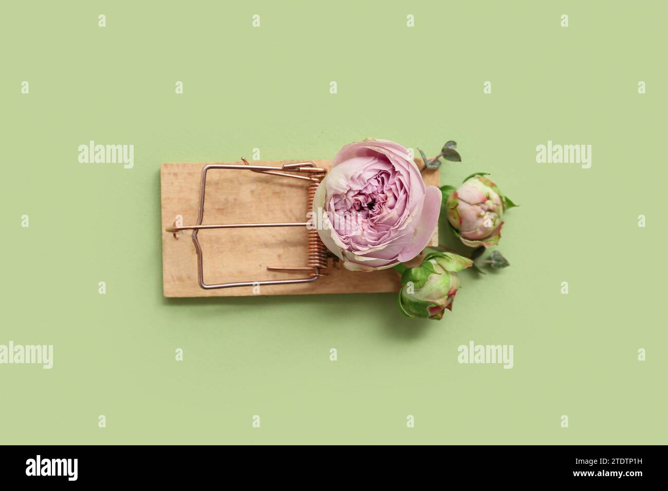 mousetrap en bois avec de belles fleurs roses sur fond de couleur Banque D'Images