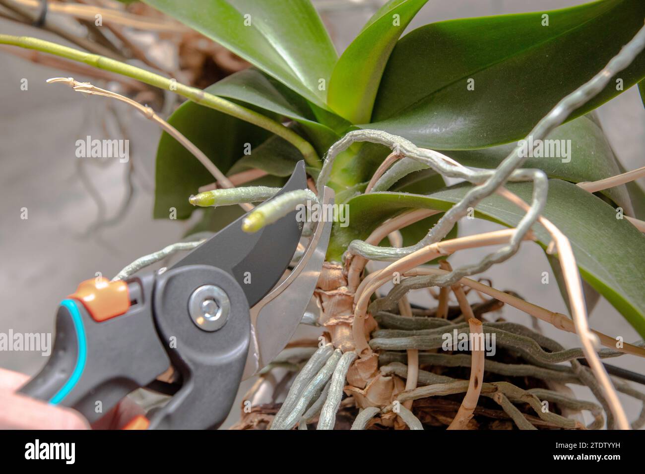 Élagage des orchidées avec sécateur Banque D'Images