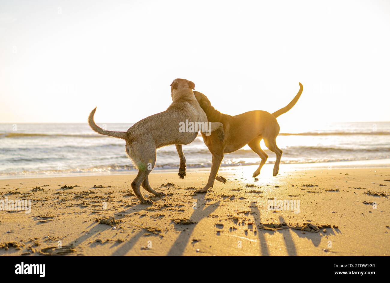deux chiens jouant sur la plage Banque D'Images