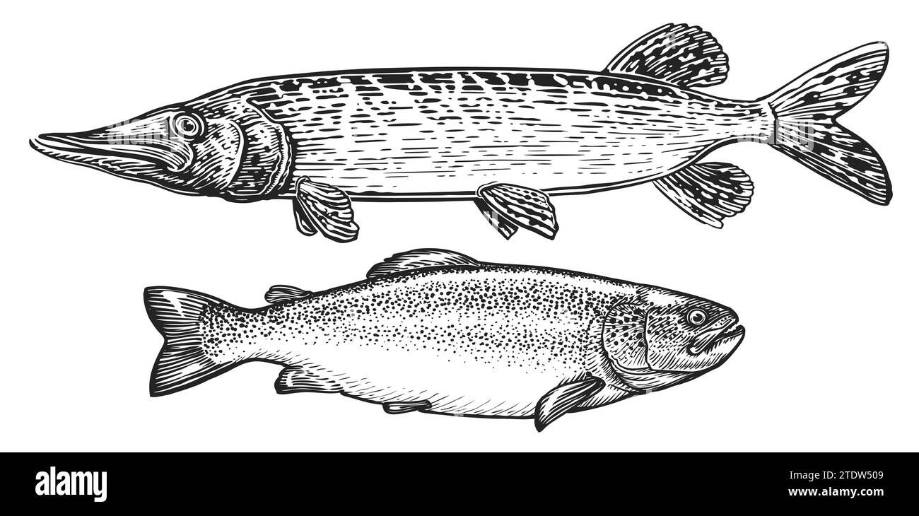 Ensemble de poissons. Vue latérale de la truite et du Pike, croquis de gravure. Illustration de pêche Banque D'Images