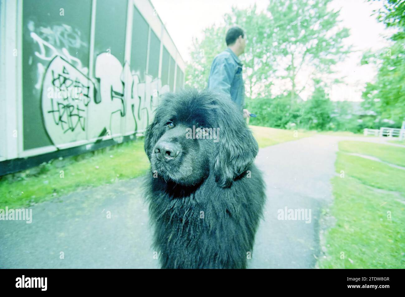 Civil Guard Roekenbos, Hoofddorp, Roekenbos, pays-Bas, 11-07-2002, Whizgle nouvelles du passé, adaptées à l'avenir. Explorez les récits historiques, l'image de l'agence néerlandaise avec une perspective moderne, comblant le fossé entre les événements d'hier et les perspectives de demain. Un voyage intemporel façonnant les histoires qui façonnent notre avenir Banque D'Images