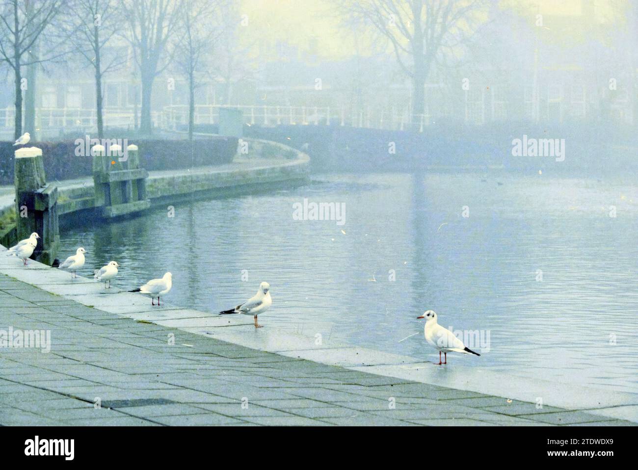 Brouillard le long de Spaarne, 16-01-1996, Whizgle News from the Past, taillé pour l'avenir. Explorez les récits historiques, l'image de l'agence néerlandaise avec une perspective moderne, comblant le fossé entre les événements d'hier et les perspectives de demain. Un voyage intemporel façonnant les histoires qui façonnent notre avenir Banque D'Images