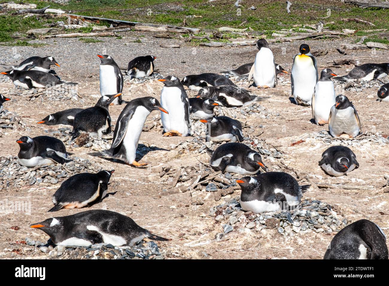 Les pingouins peuvent être vus dans le canal de Beagle. Les charmants pingouins commencent à arriver à Isla Martillo début octobre, lorsque leur cycle de reproduction commence Banque D'Images