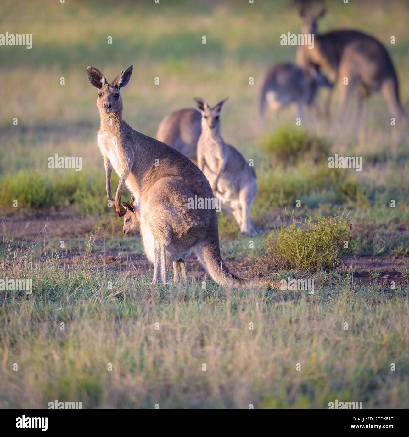 Une femelle dominante ou « biche » et son joey se tiennent devant une grande foule de kangourous de Eastern Grey se nourrissant sur l'habitat des prairies pour évaluer le risque. Banque D'Images