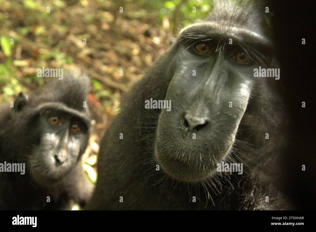 Macaques à crête (Macaca nigra) regardent curieusement dans l'objectif lorsqu'ils sont photographiés dans la forêt de Tangkoko, Sulawesi du Nord, Indonésie. L'Union internationale pour la conservation de la nature (UICN) conclut que la hausse des températures a entraîné, entre autres, des changements écologiques, comportementaux et physiologiques dans les espèces sauvages et la biodiversité. « En plus de l'augmentation des taux de maladies et de la dégradation des habitats, le changement climatique provoque également des changements dans les espèces elles-mêmes, ce qui menace leur survie », ont-ils écrit dans une publication du 19 décembre 2023 sur IUCN.org. Un autre rapport d'une équipe de scientifiques dirigée... Banque D'Images